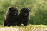 CHOW CHOW 508